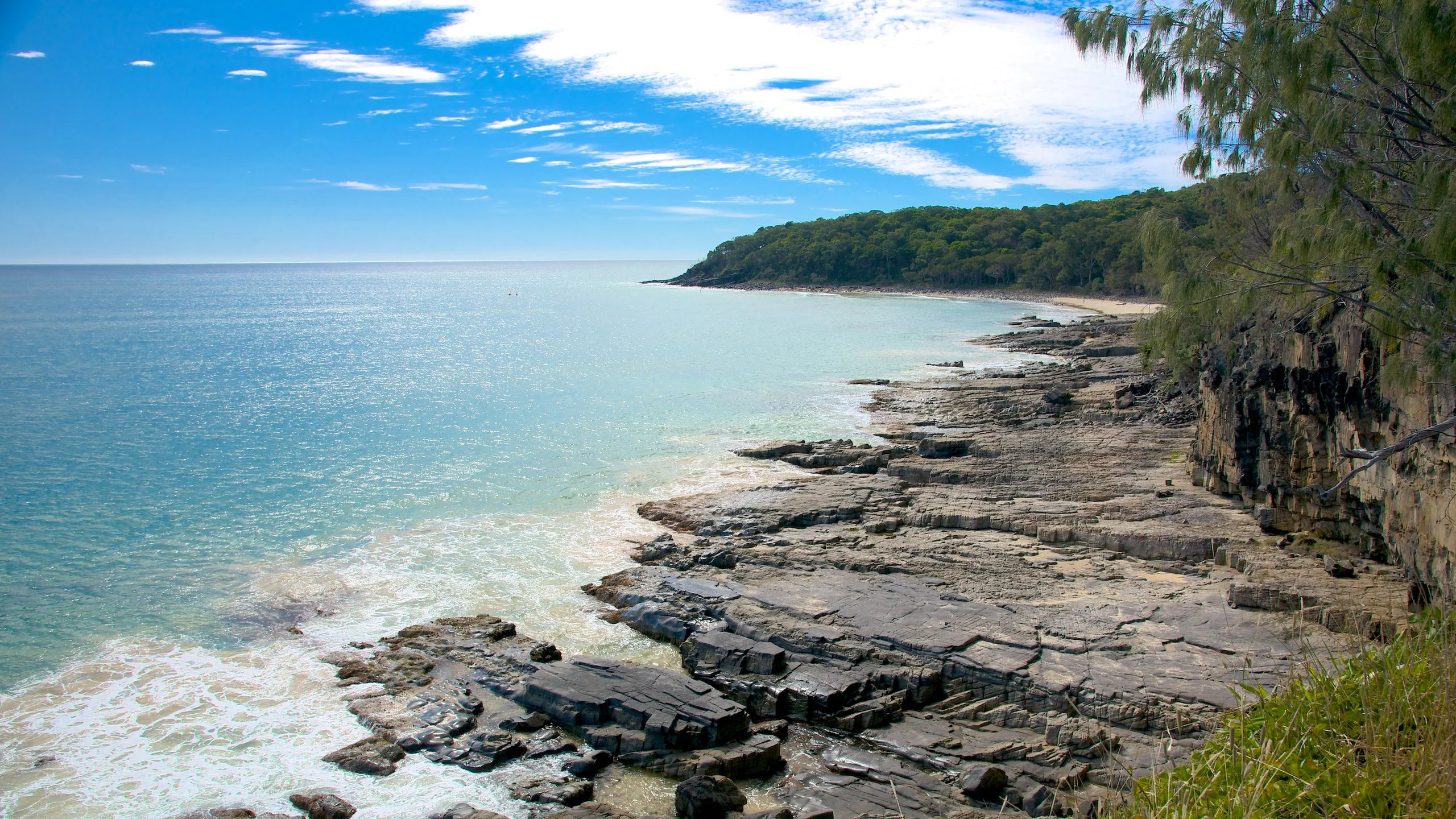 Noosa Whale Watching Season