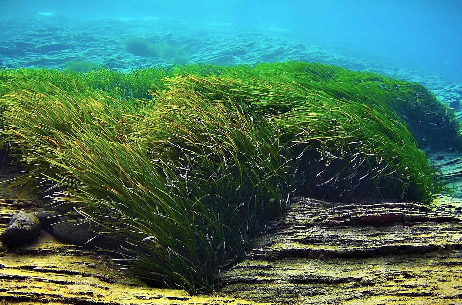 Posidonia Seagrass Beds