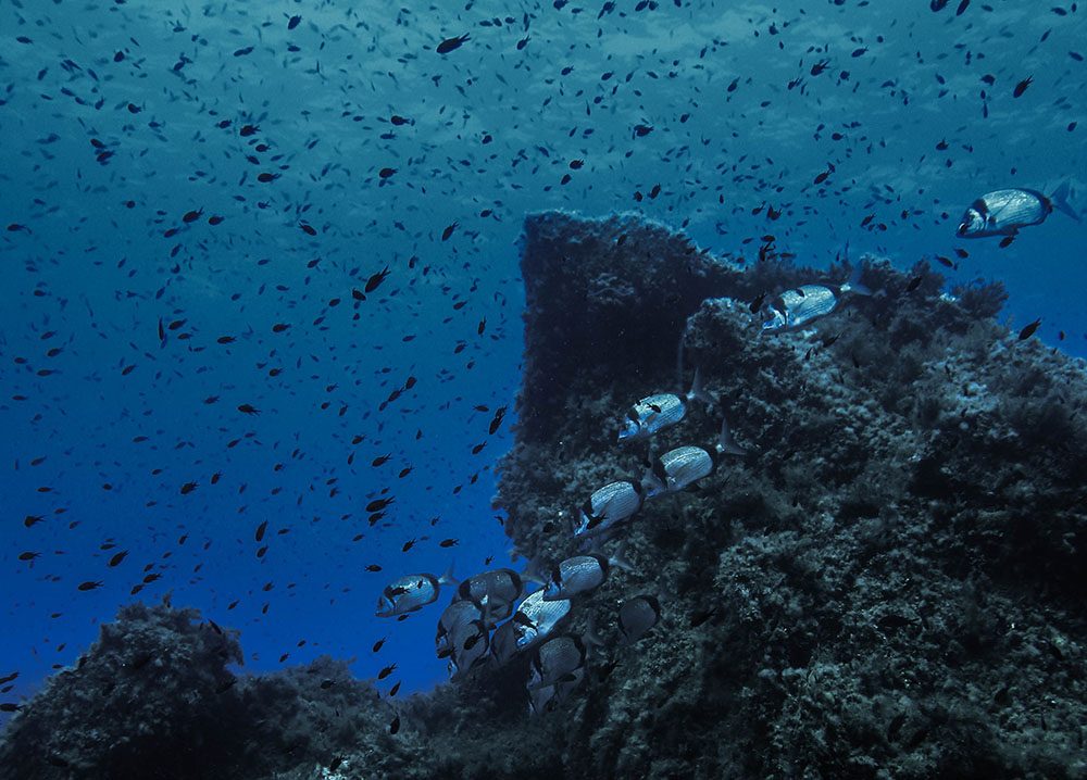 Rocky Coves