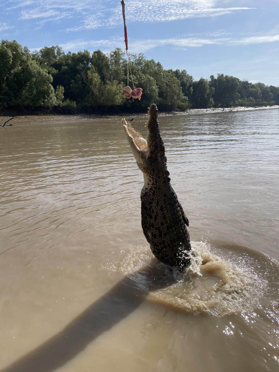 Best Jumping Crocodile Cruise Darwin