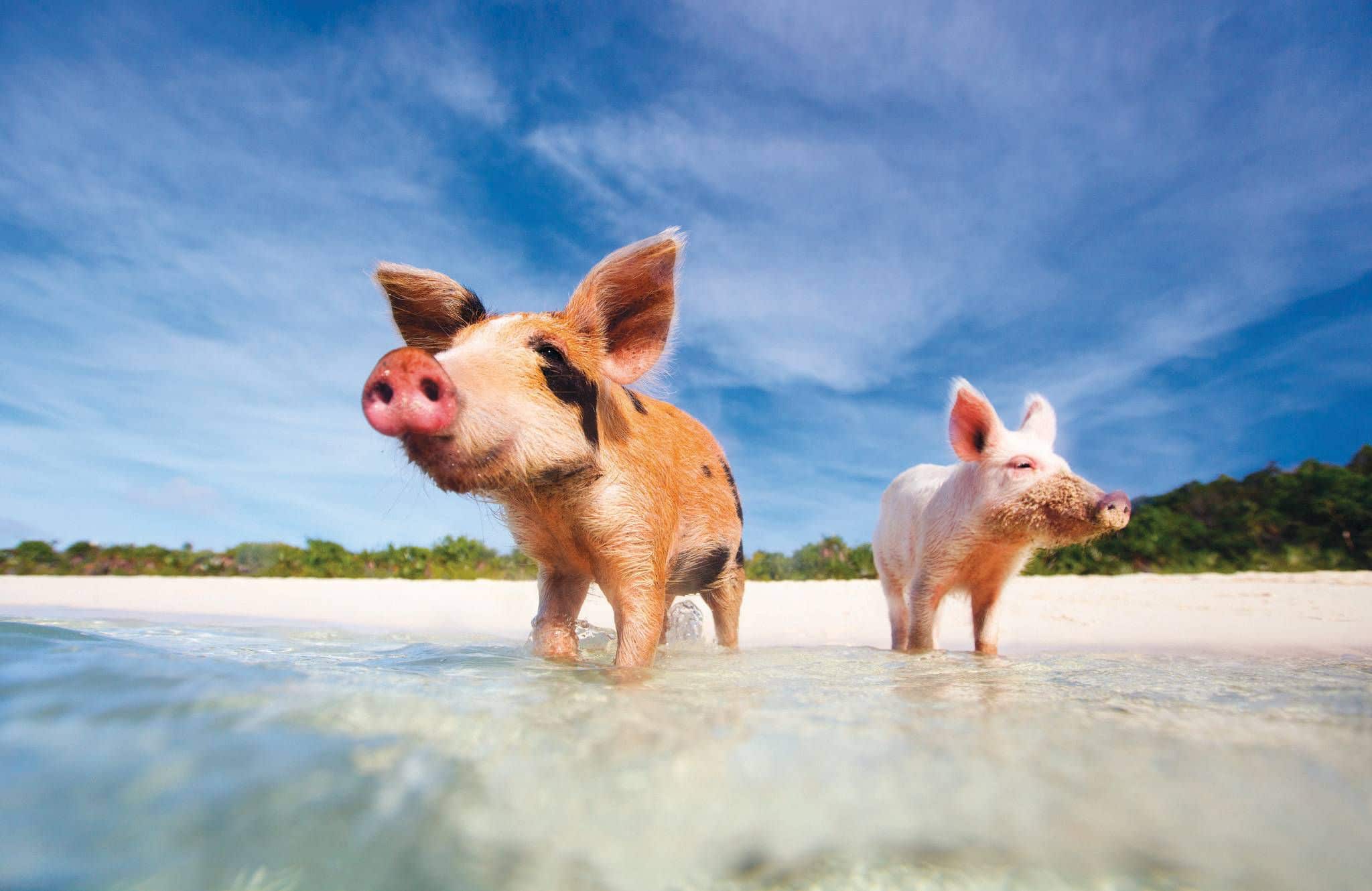 Swim with Pigs Bahamas | Pig Beach Tours