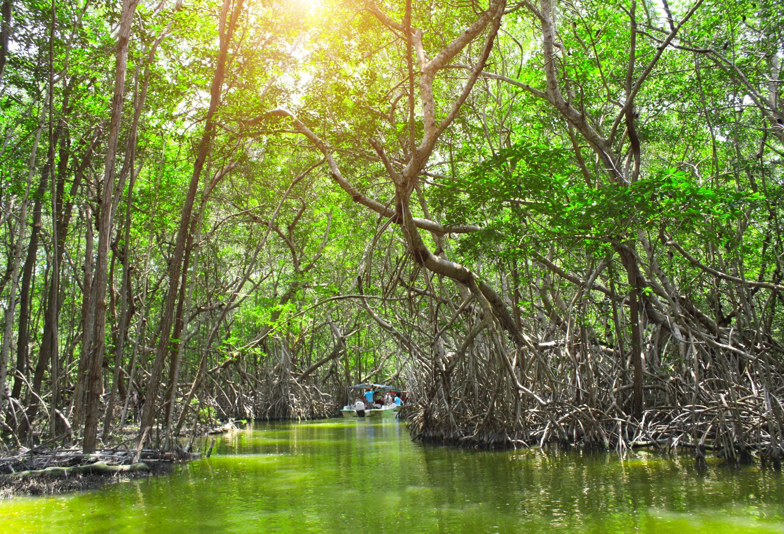 Mangrove Tunnels