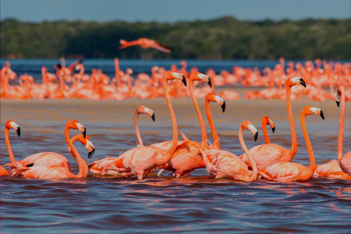 Flamingo Colonies