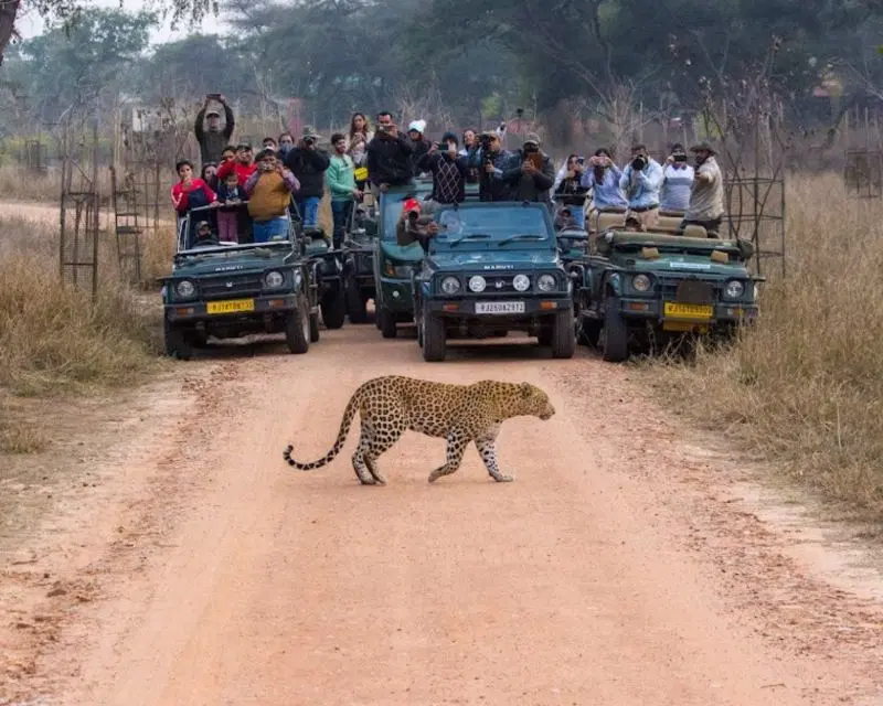 Amagarh Leopard Safari Ticket Price