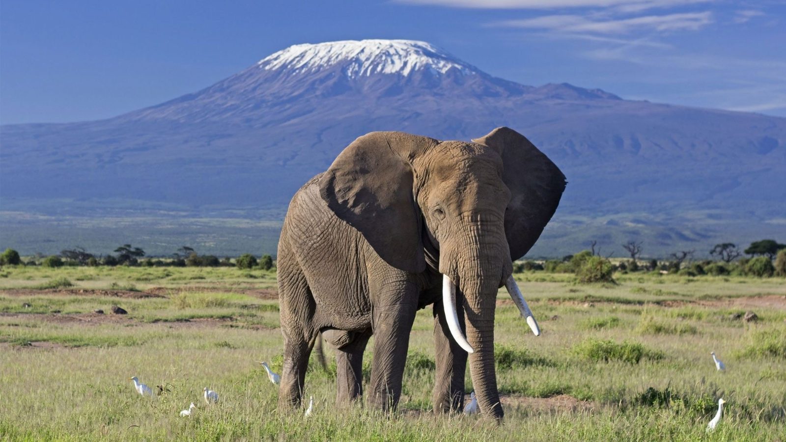Distance From Masai Mara to Amboseli National Park