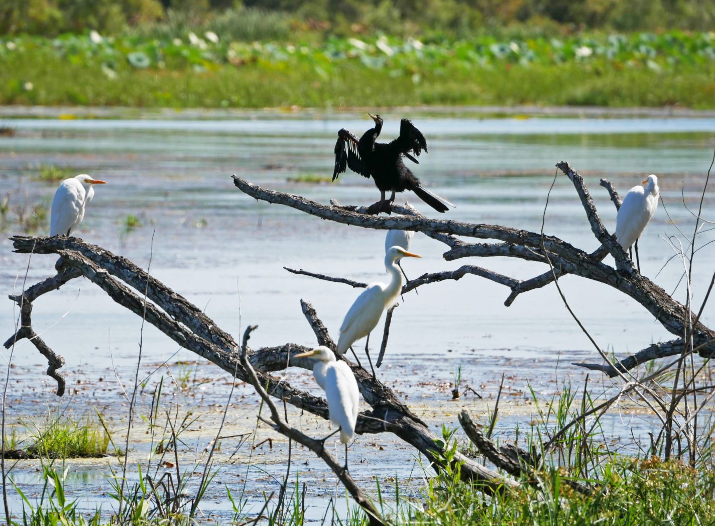 Fogg Dam Conservation Reserve