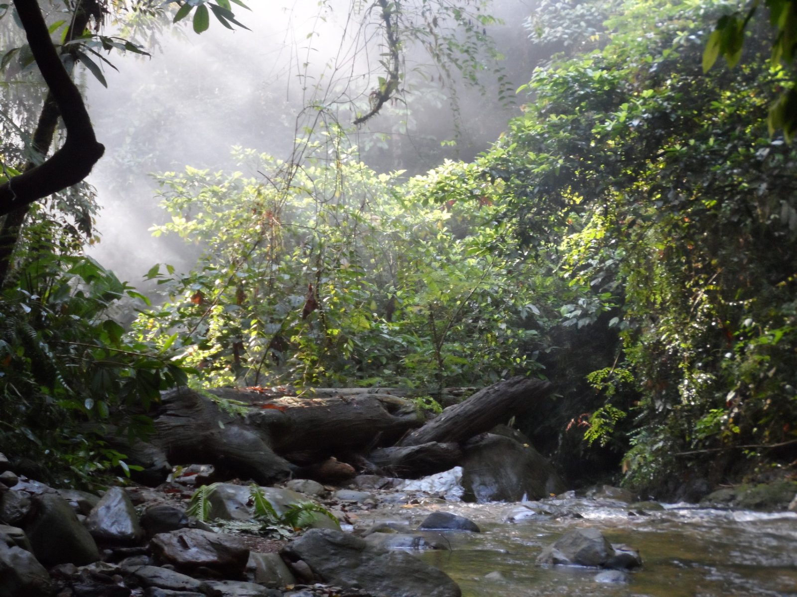 Bukit Lawang Jungle Trekking