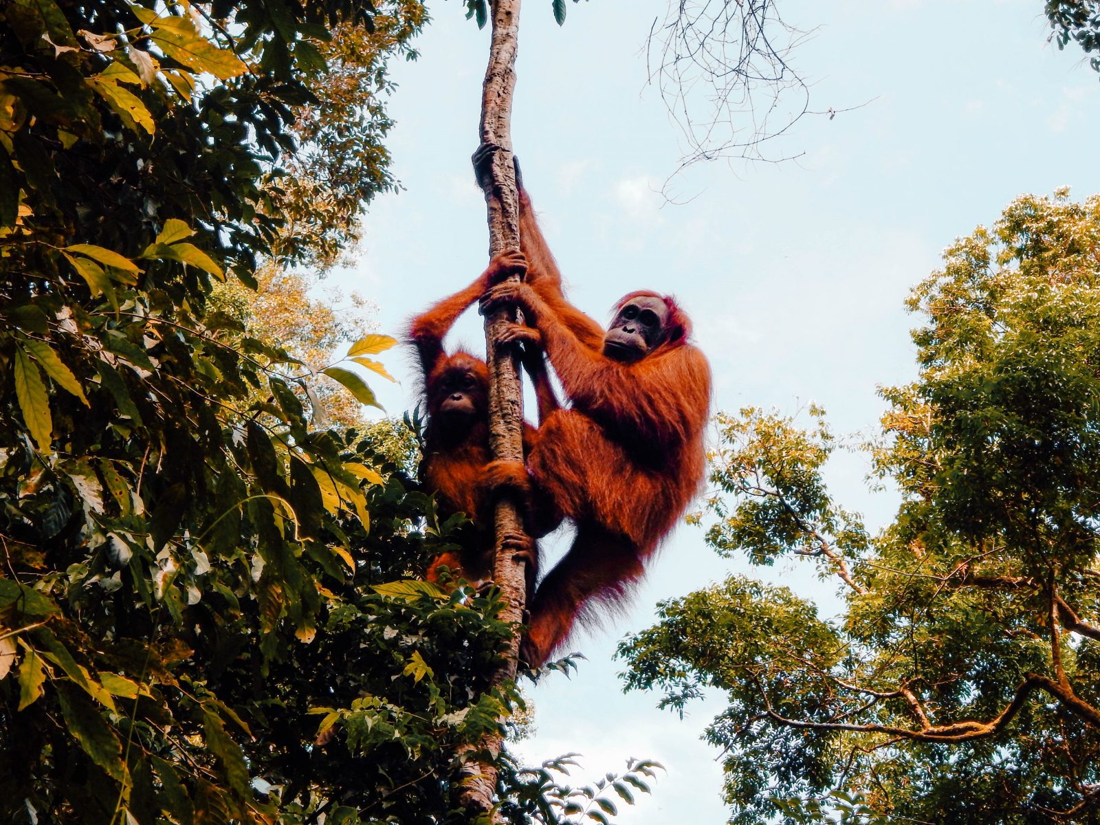 Your experience at Bukit Lawang Jungle Trekking