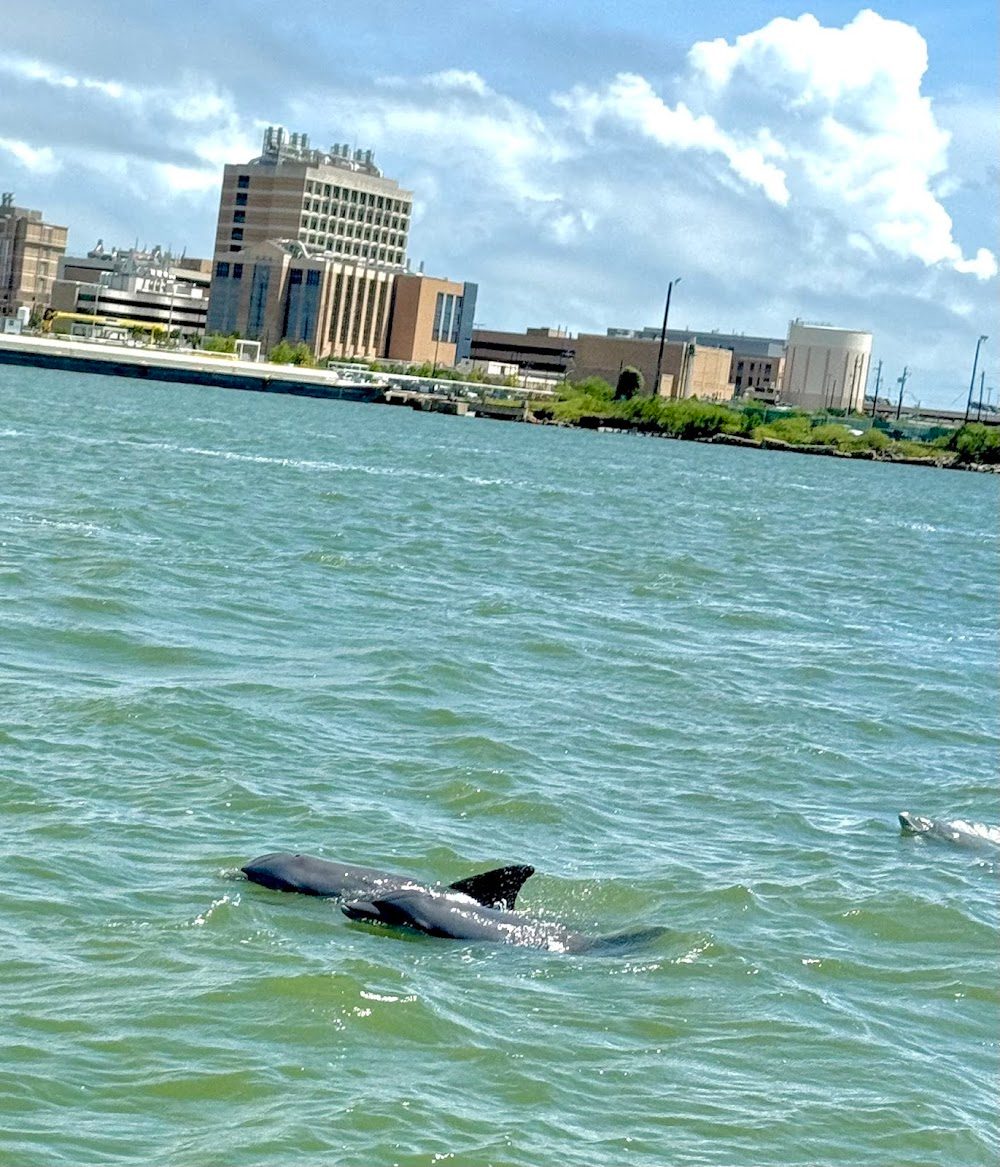 Galveston Dolphin Tours