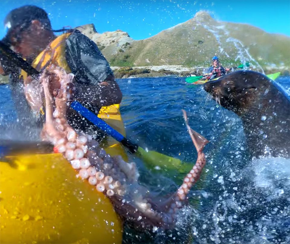 Your experience at Hout Bay Kayaking