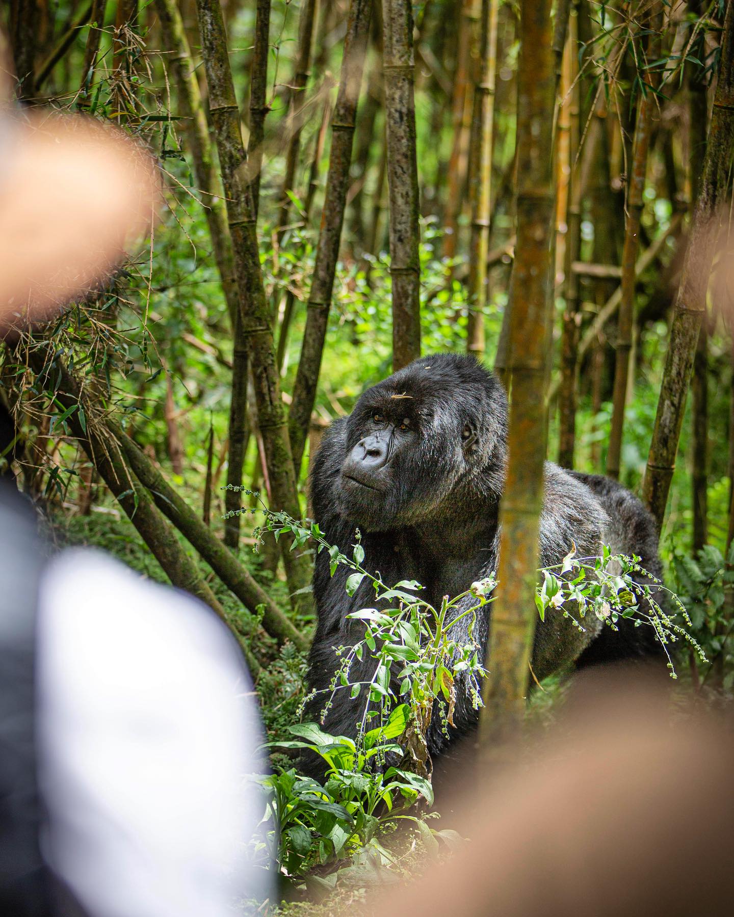 Your experience at Gorilla Trekking Rwanda