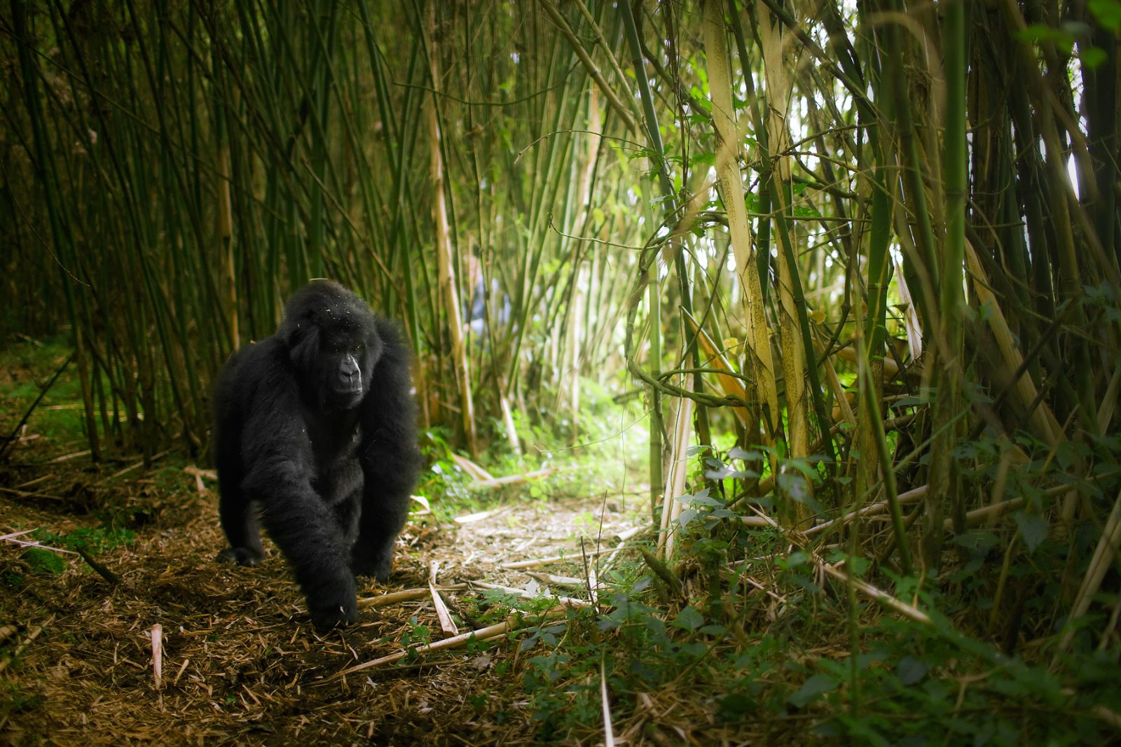 Gorilla Trekking Rwanda Experience
