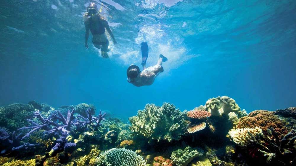 Coral Reef Snorkeling
