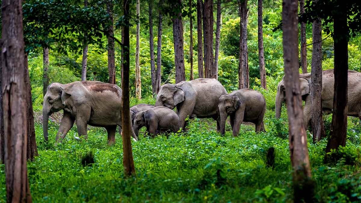 Kui Buri Elephant Safari Experience