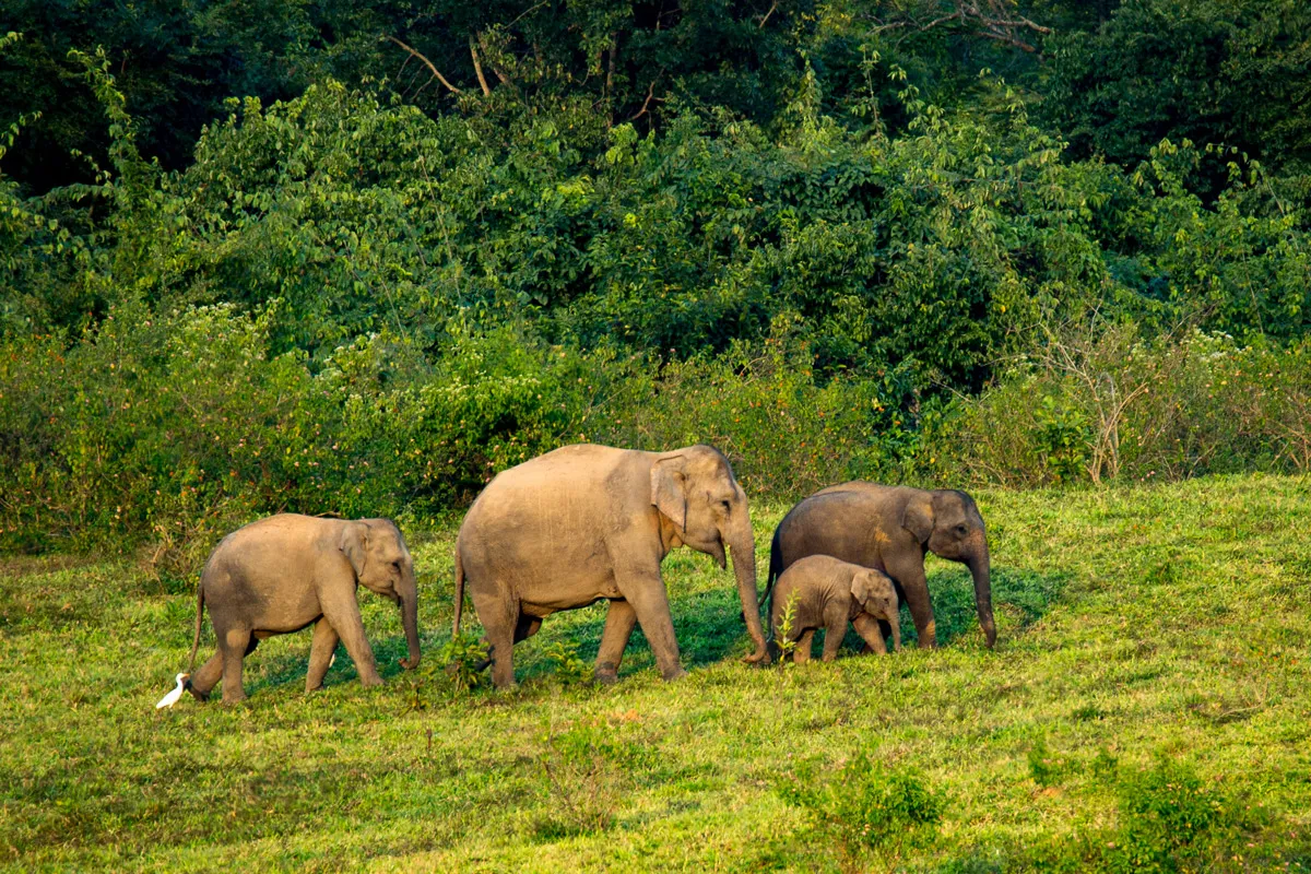 Kui Buri Elephant Safari