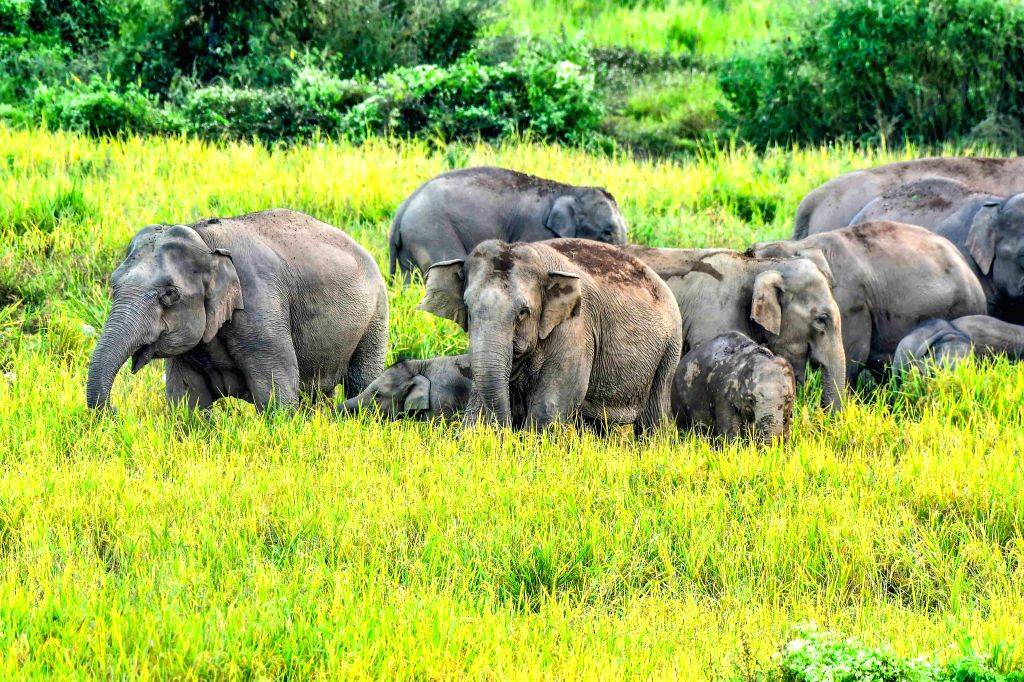 Your experience at Anakulam Jeep Safari