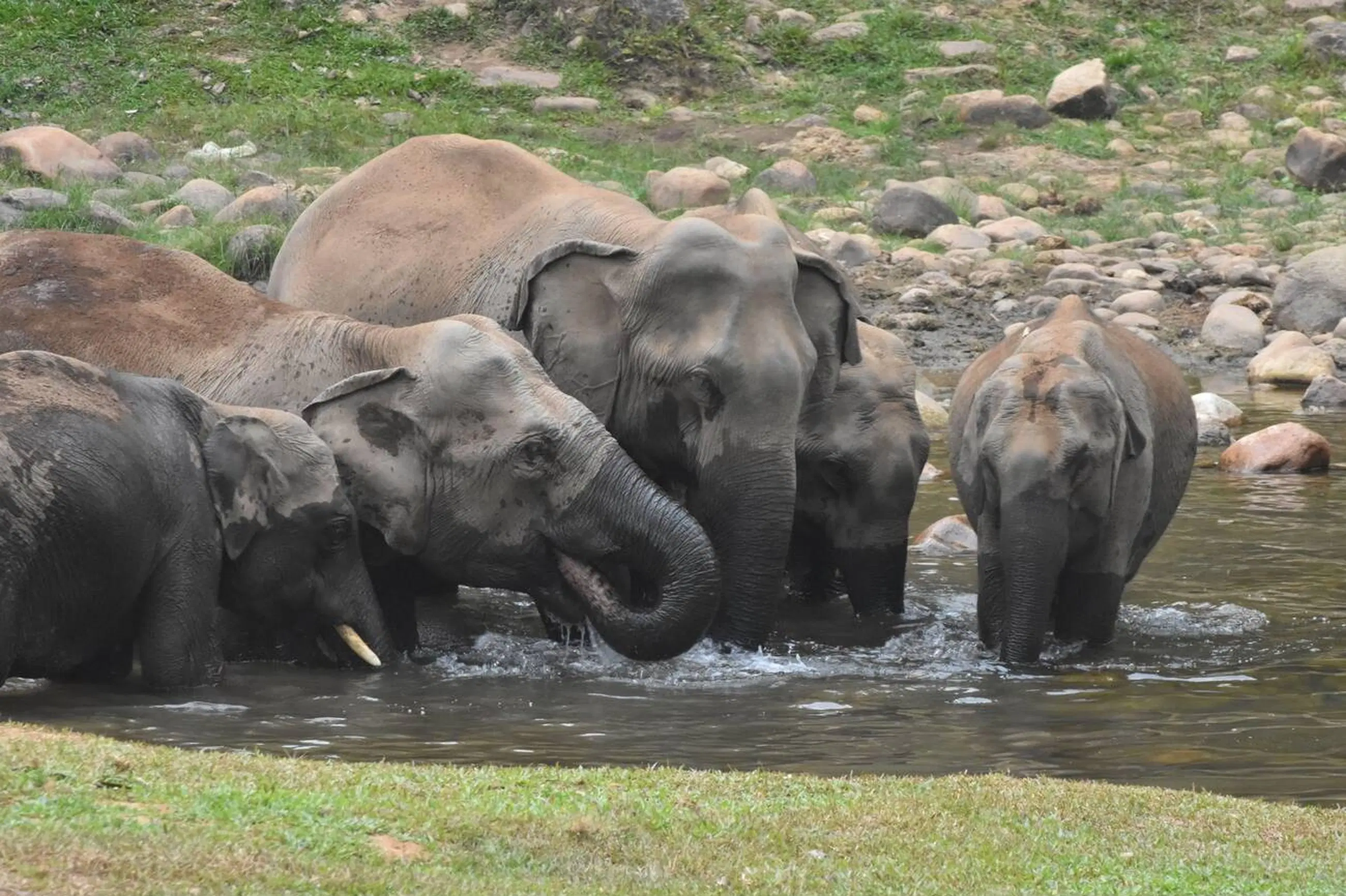 Elephant Pond