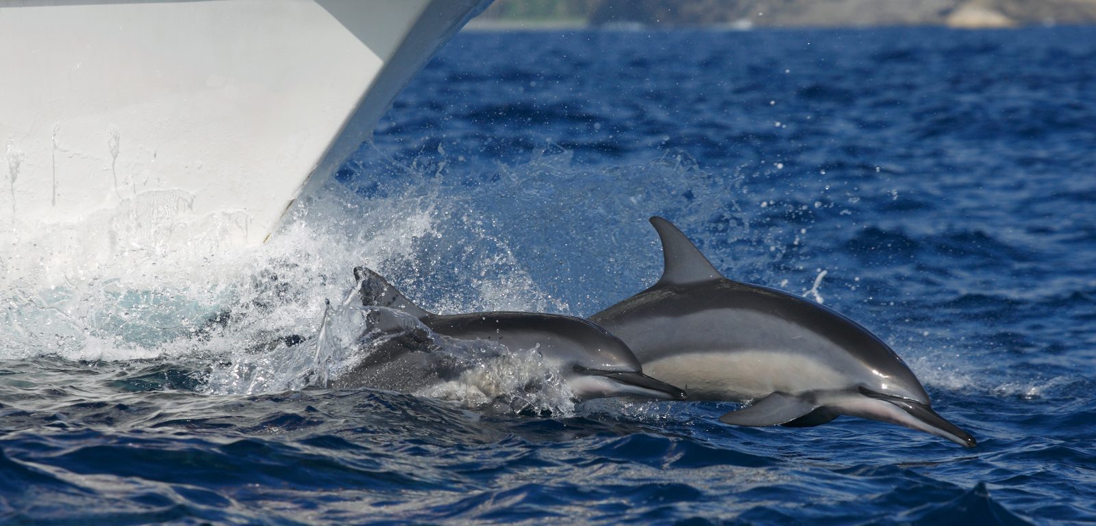 Your experience at Mandurah Murray River Cruise