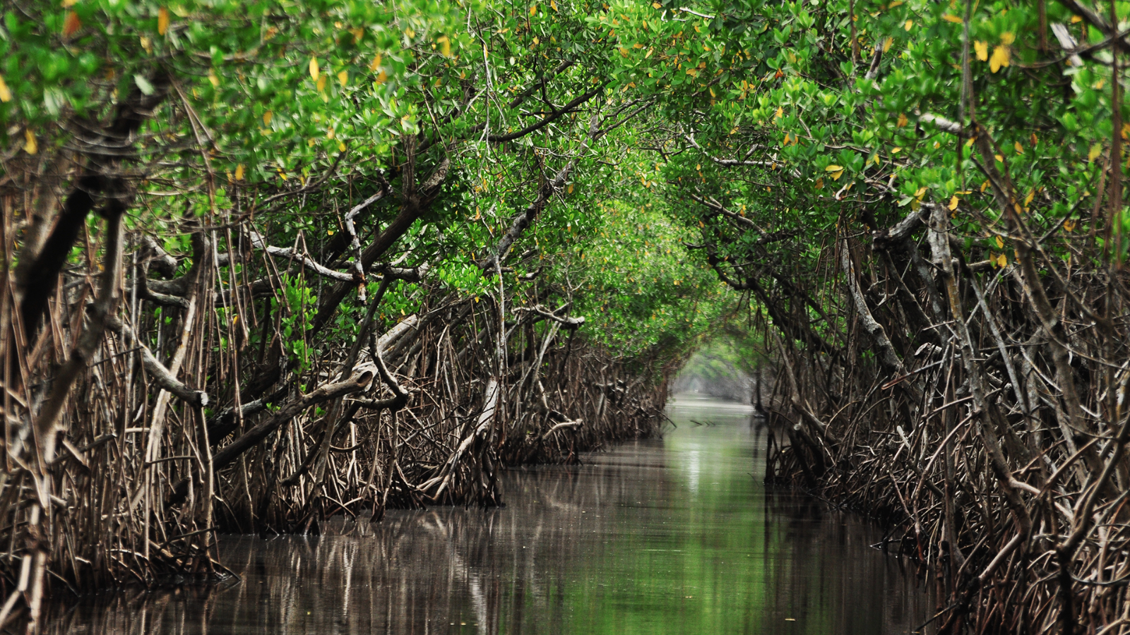 Mangrove Channels