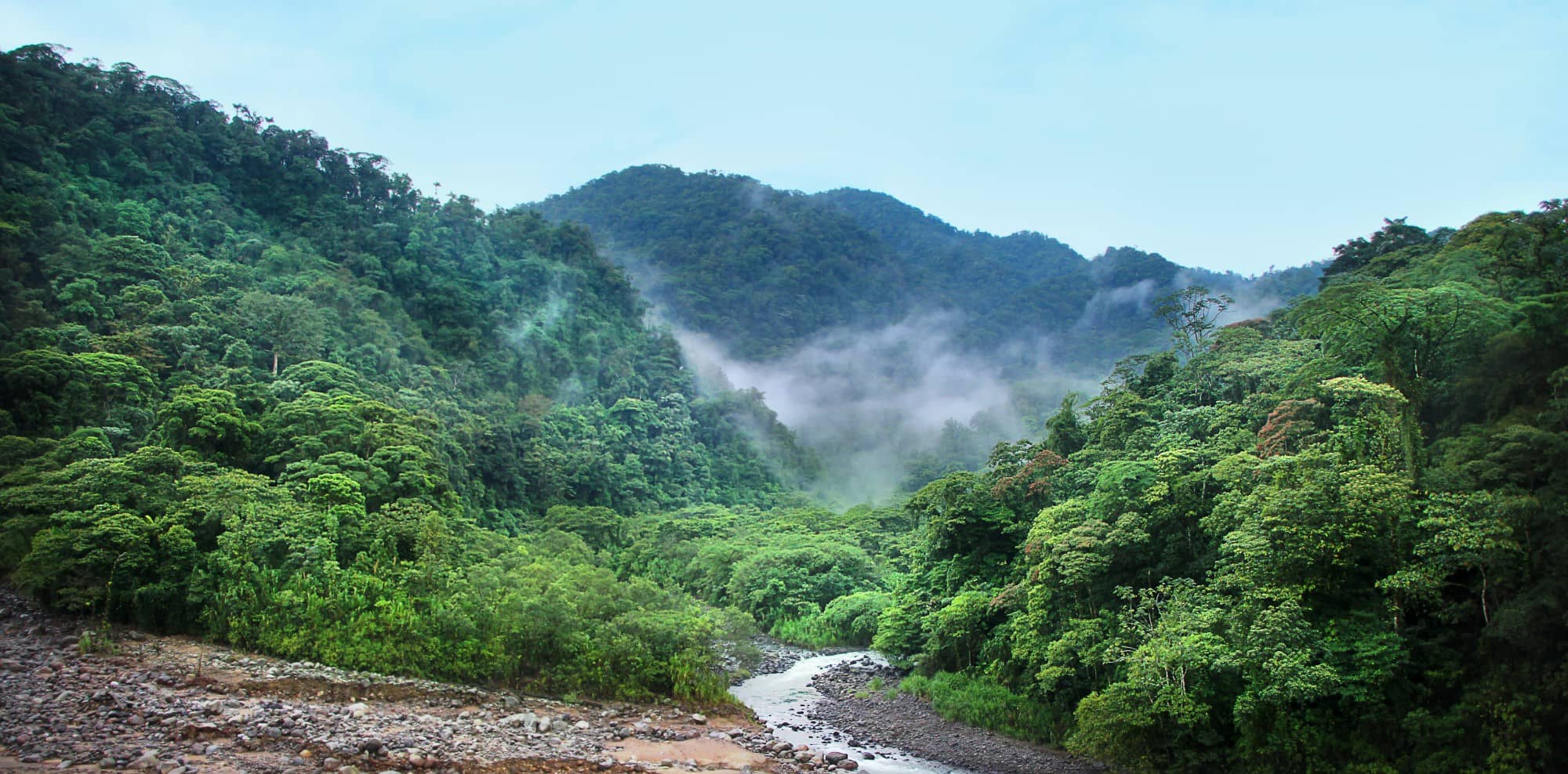 Primary Rainforest