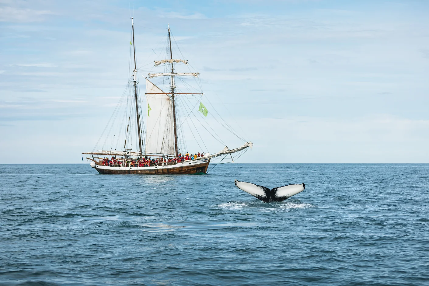 Húsavík Whale and Puffin Tour Experience