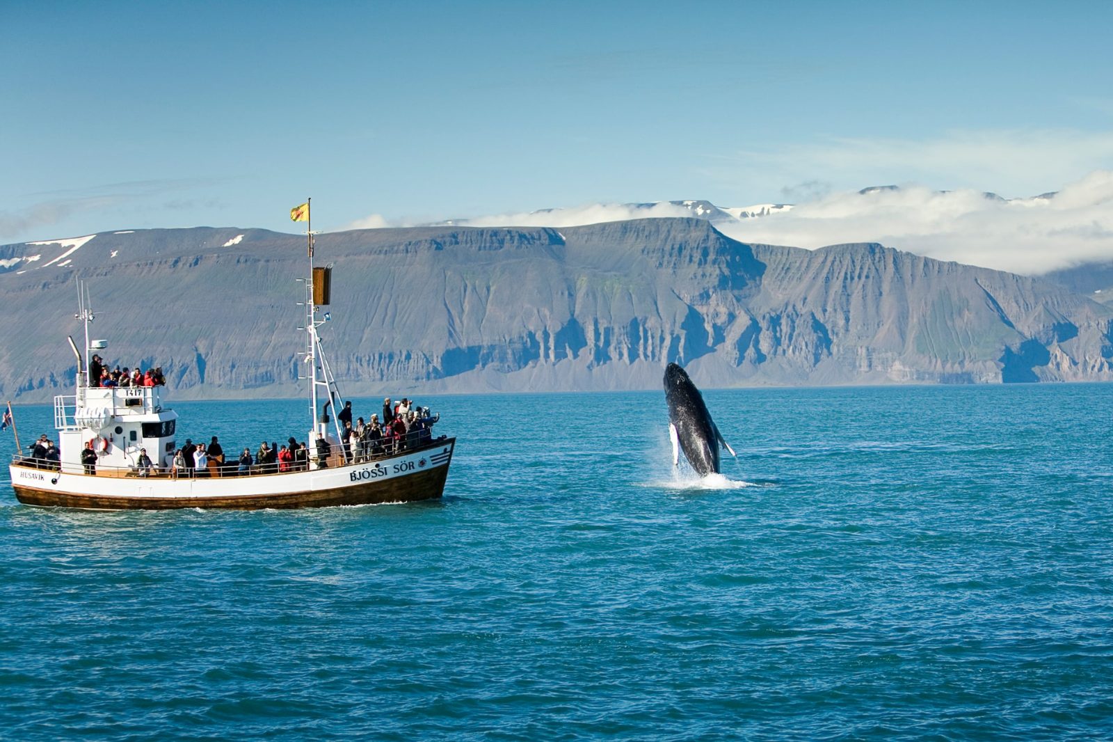 Husavik Whale and Puffin Tour