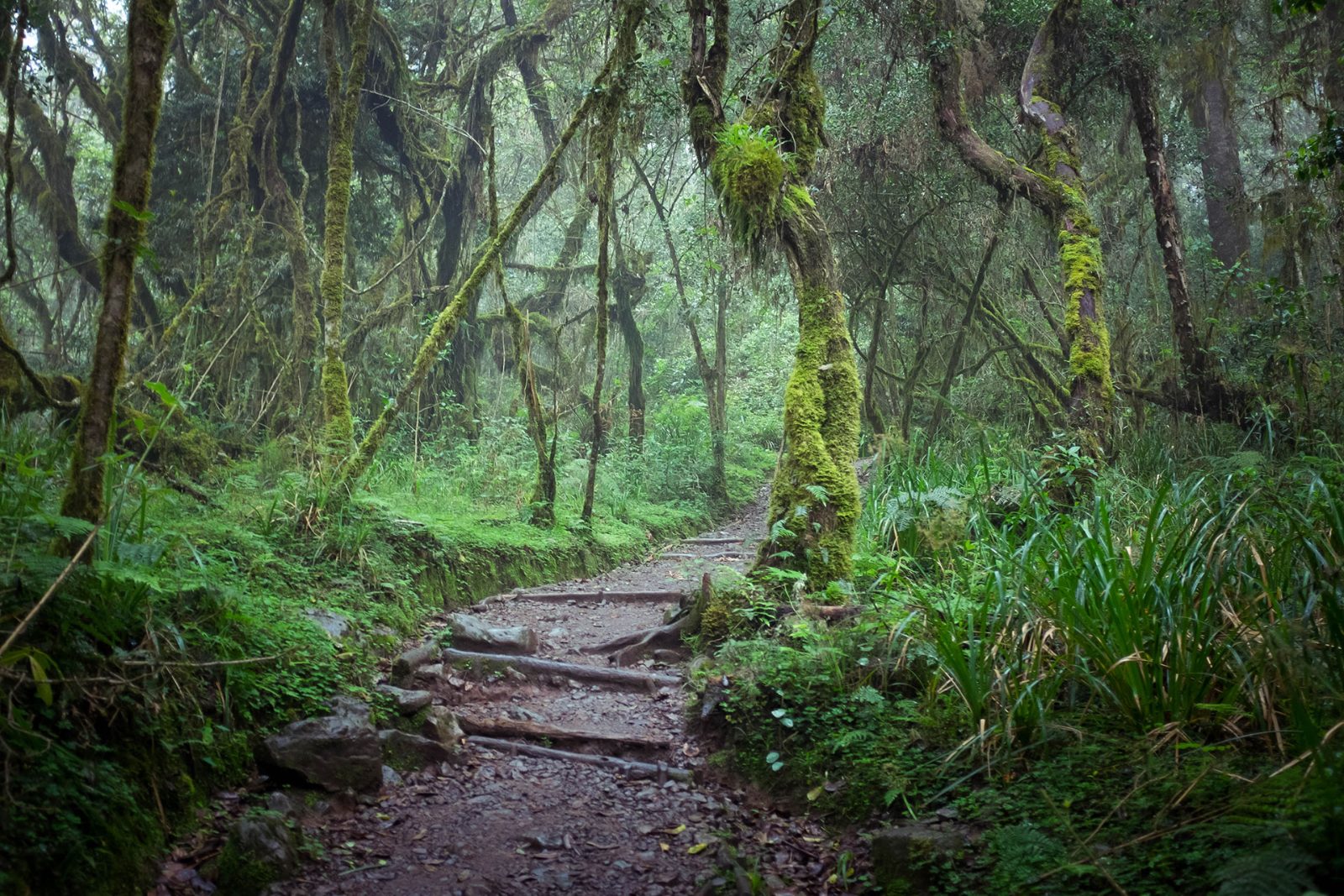 Rainforest Canopy