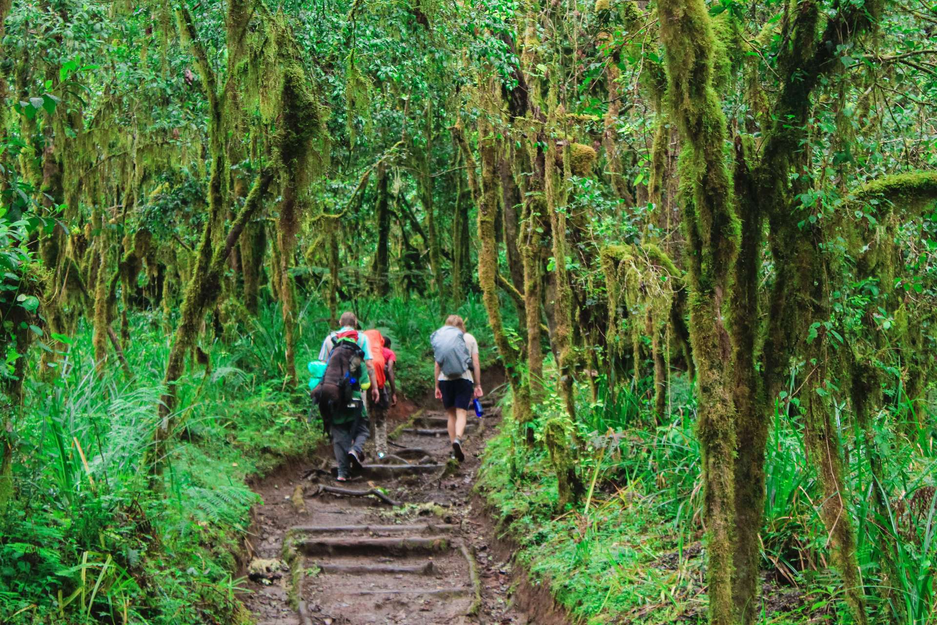 Guide to a Kilimanjaro Day Hike