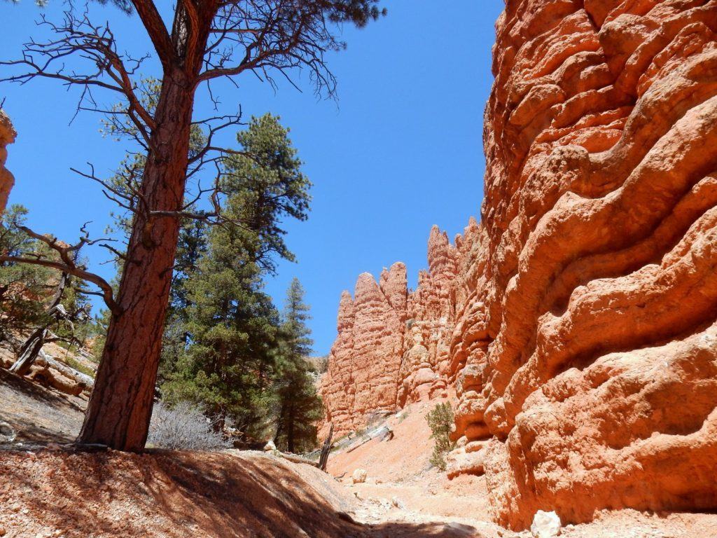 Red Canyon Horseback Riding Through Hoodoos