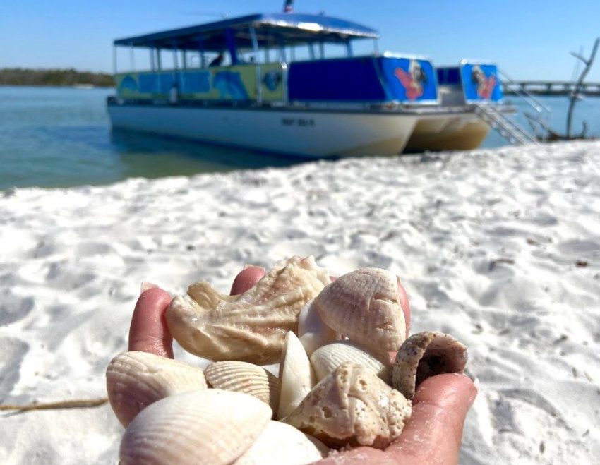 Your experience at Marco Island Shelling Tours