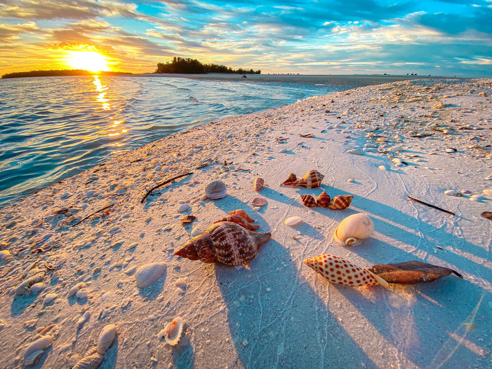 Marco Island Shelling Tours