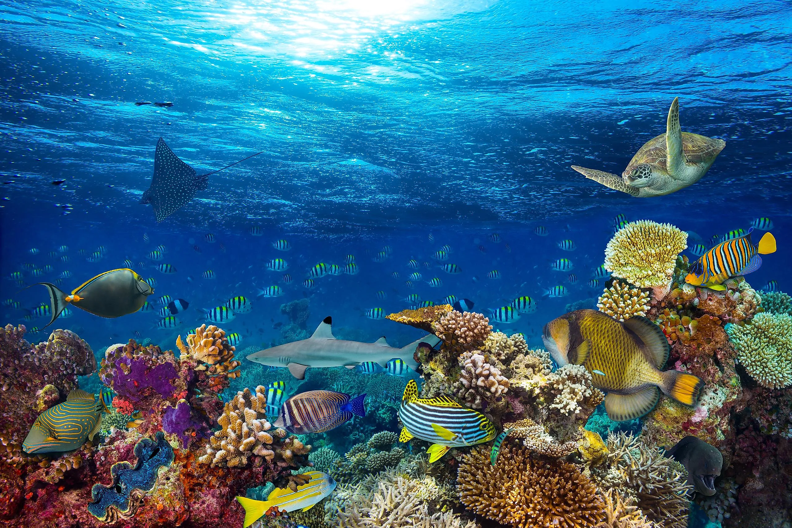 Marine Wildlife Zones