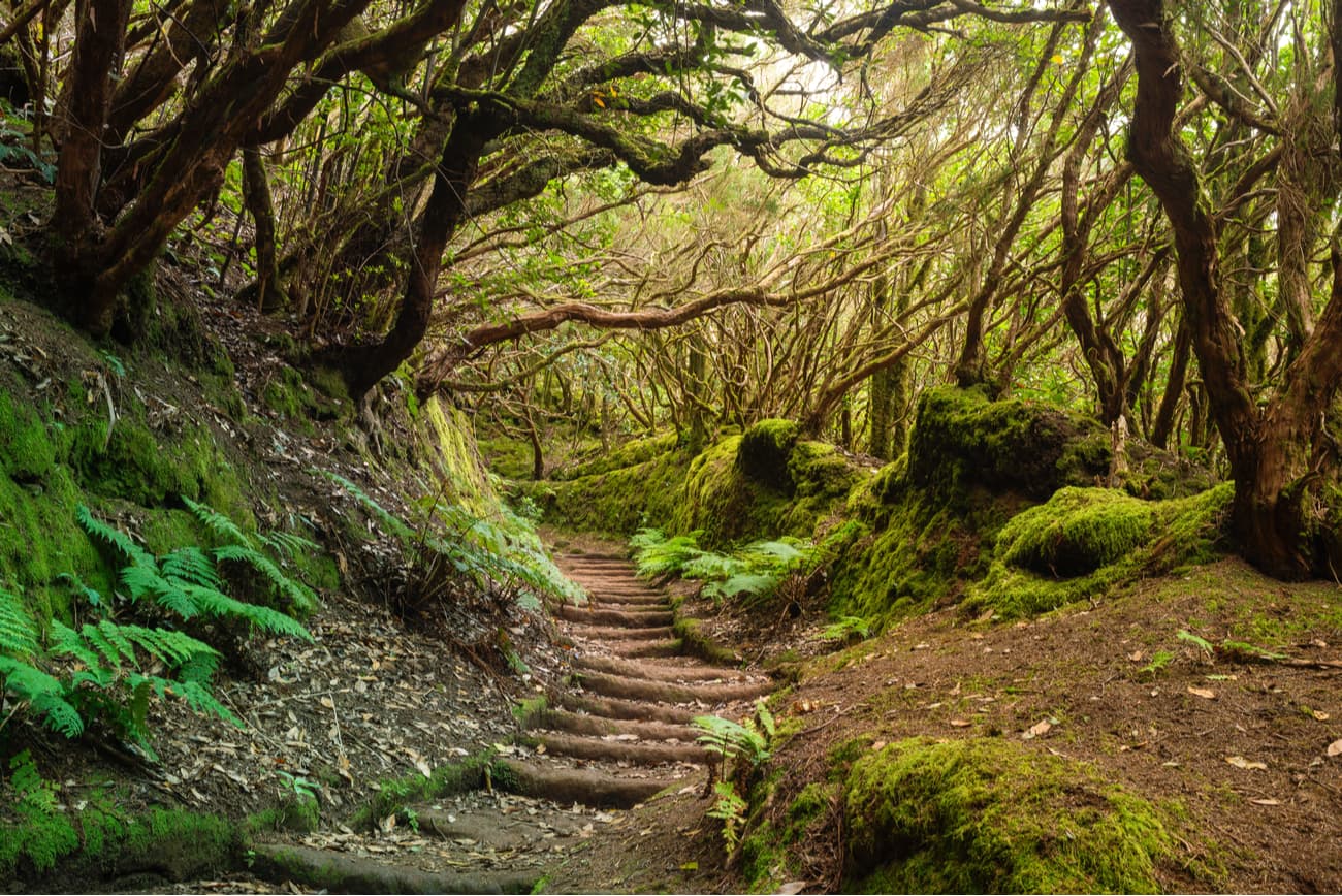 Anaga Laurel Forest