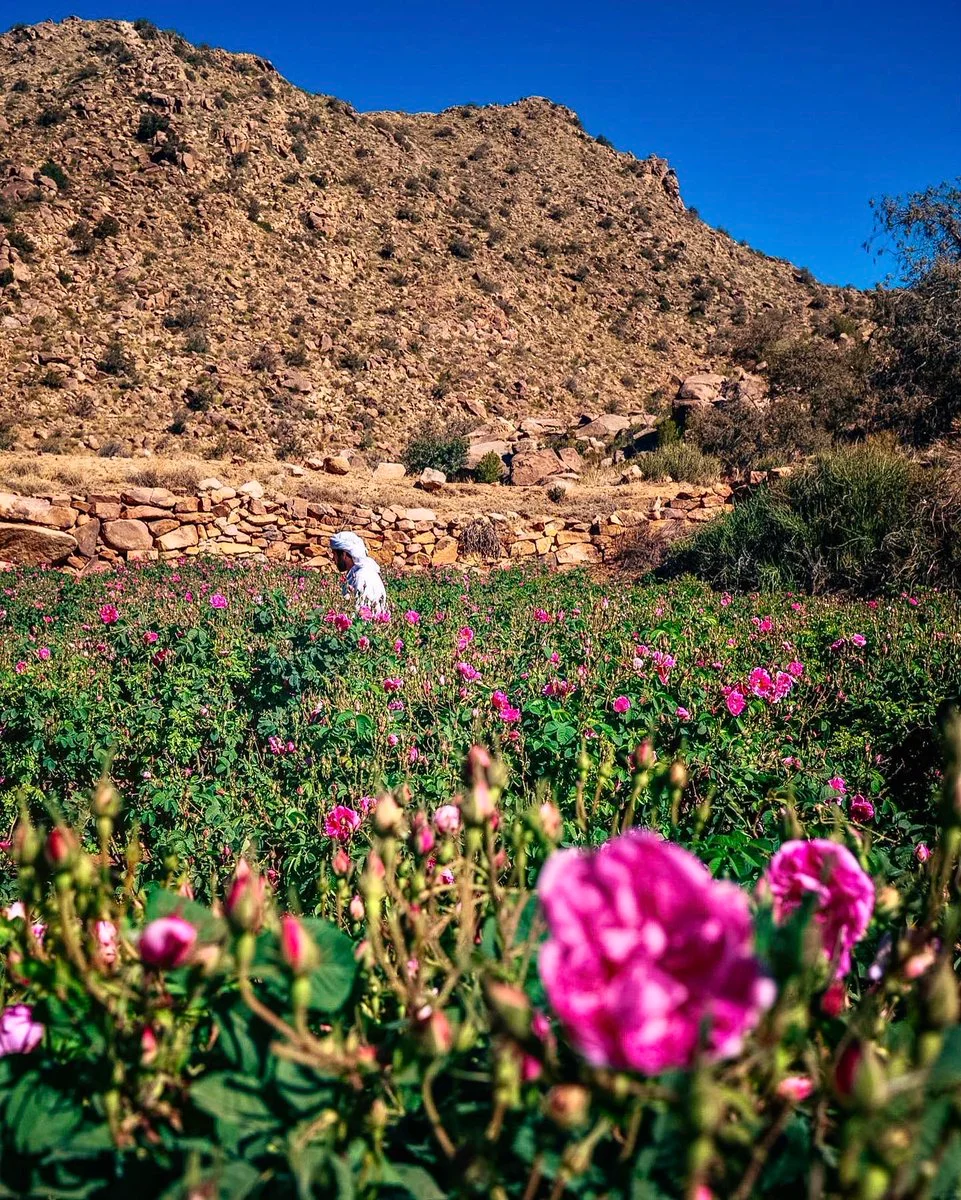 Your experience at Taif Tour From Jeddah