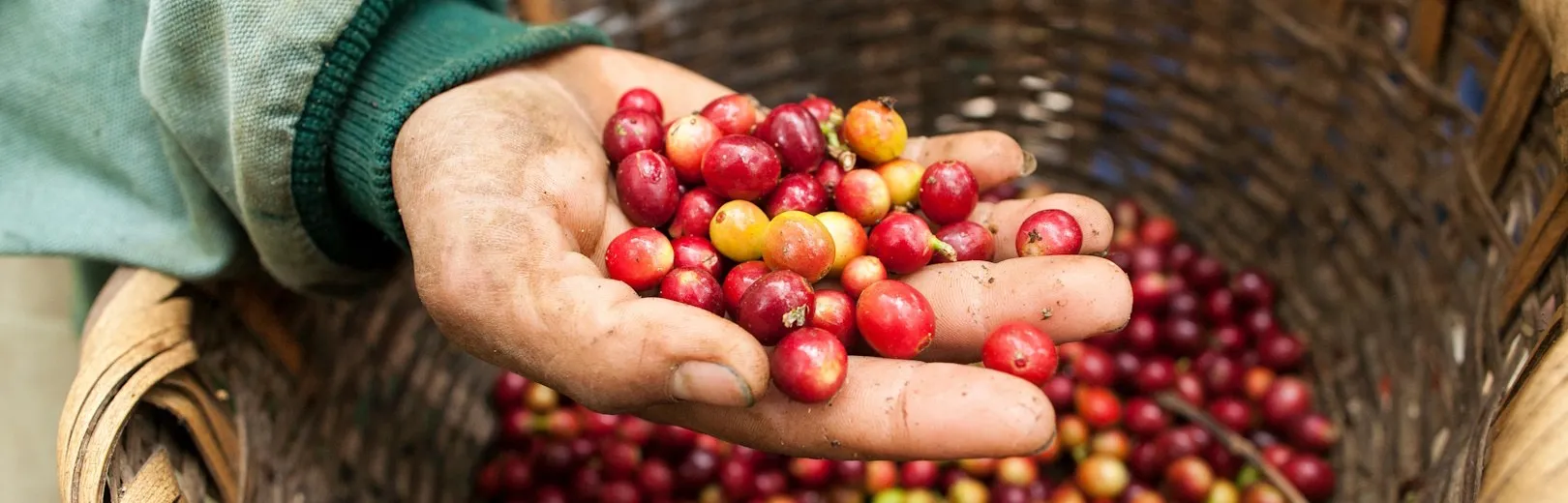 Your experience at Cocora Valley Coffee Tour