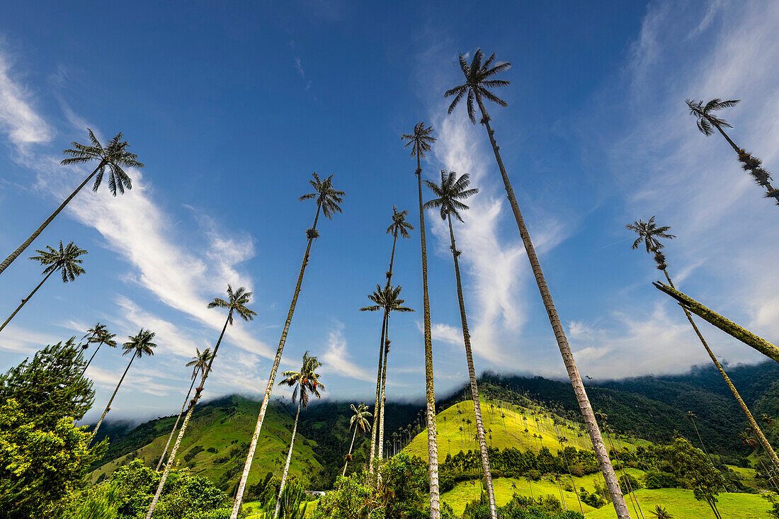 Cocora Valley Coffee Tour Experience