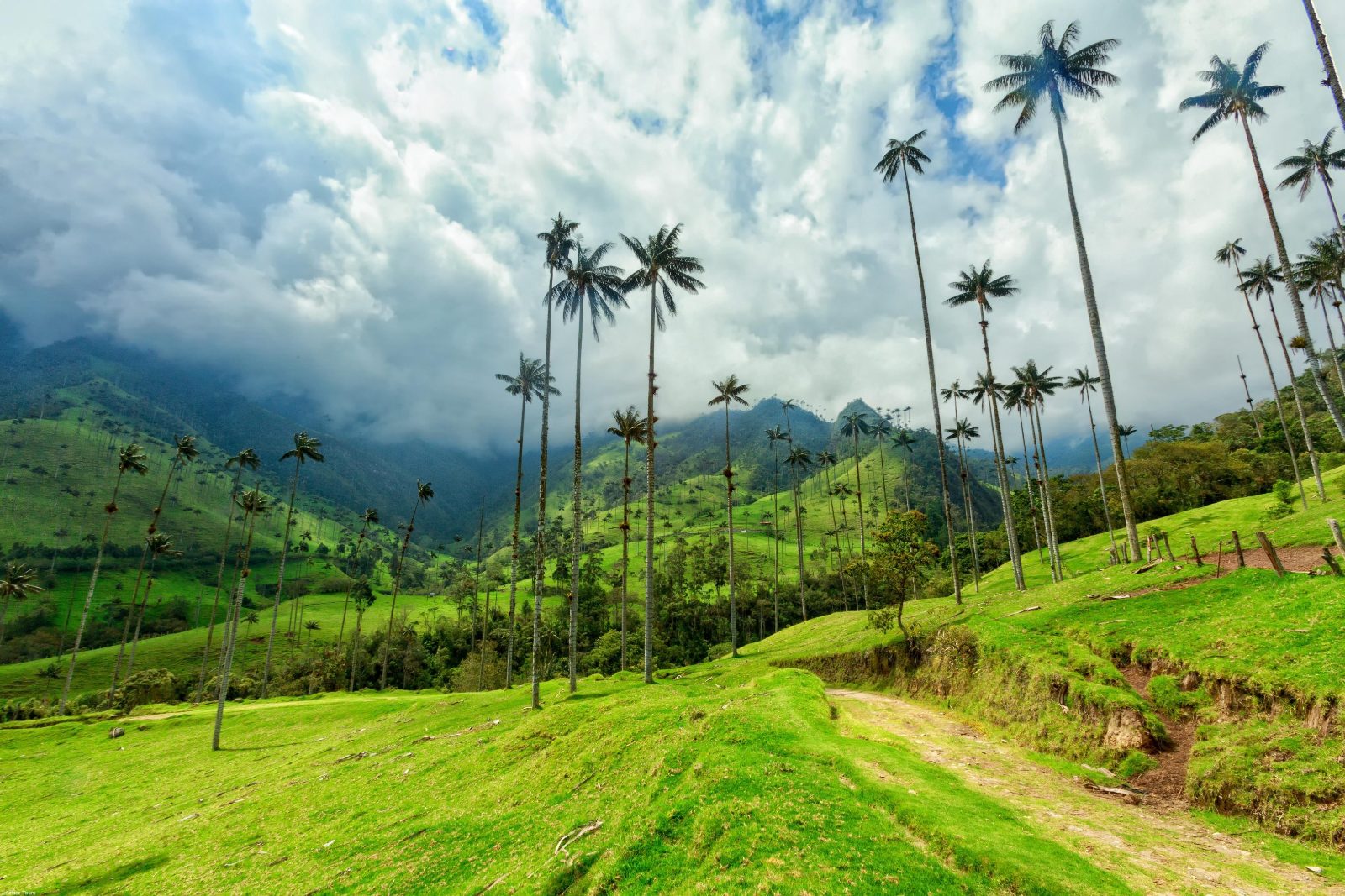 Cocora Valley Coffee Tour