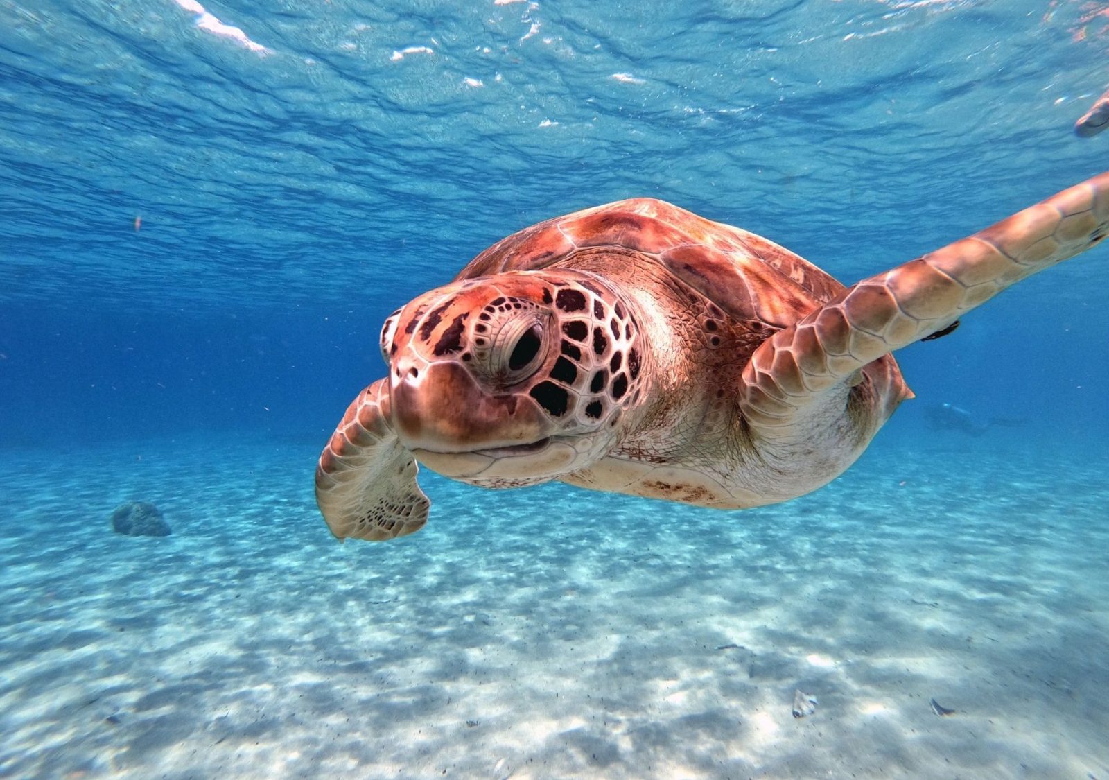 Sea Turtle Habitat