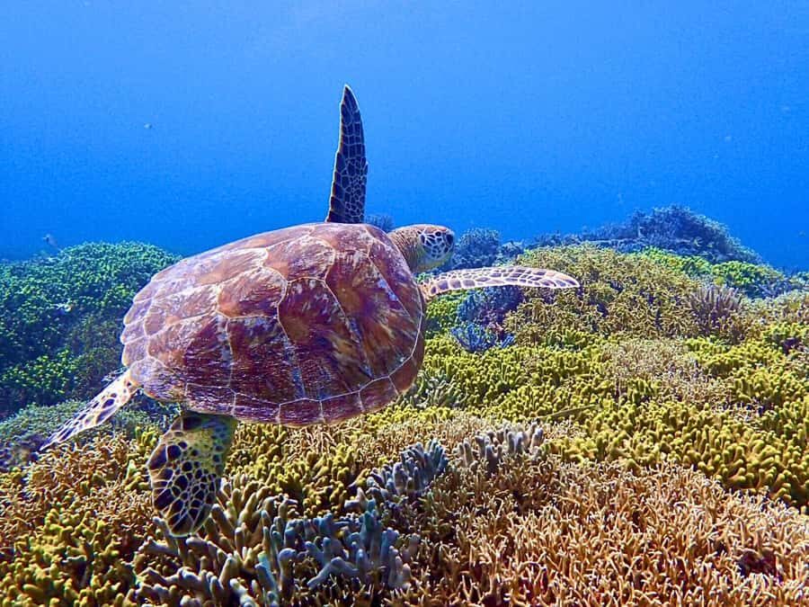 Tokashiki Island Snorkeling