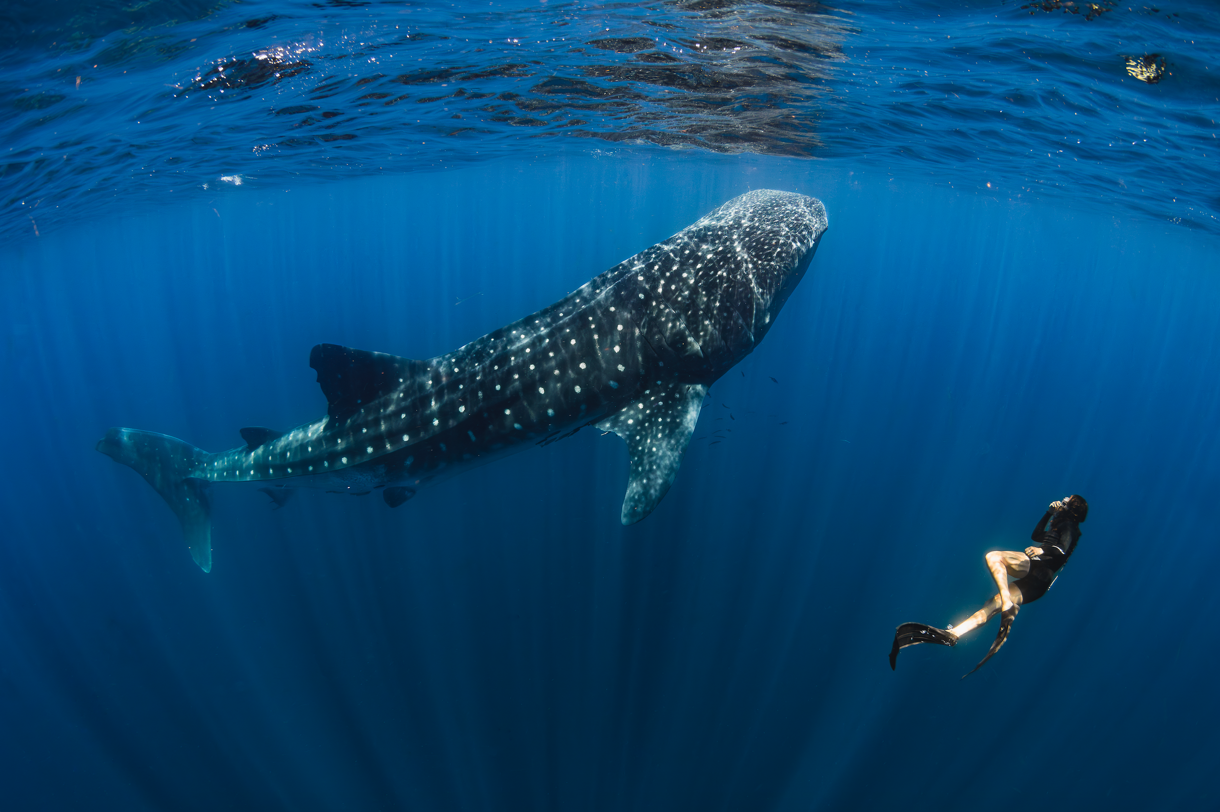 Your experience at Sumbawa Whale Shark Tour