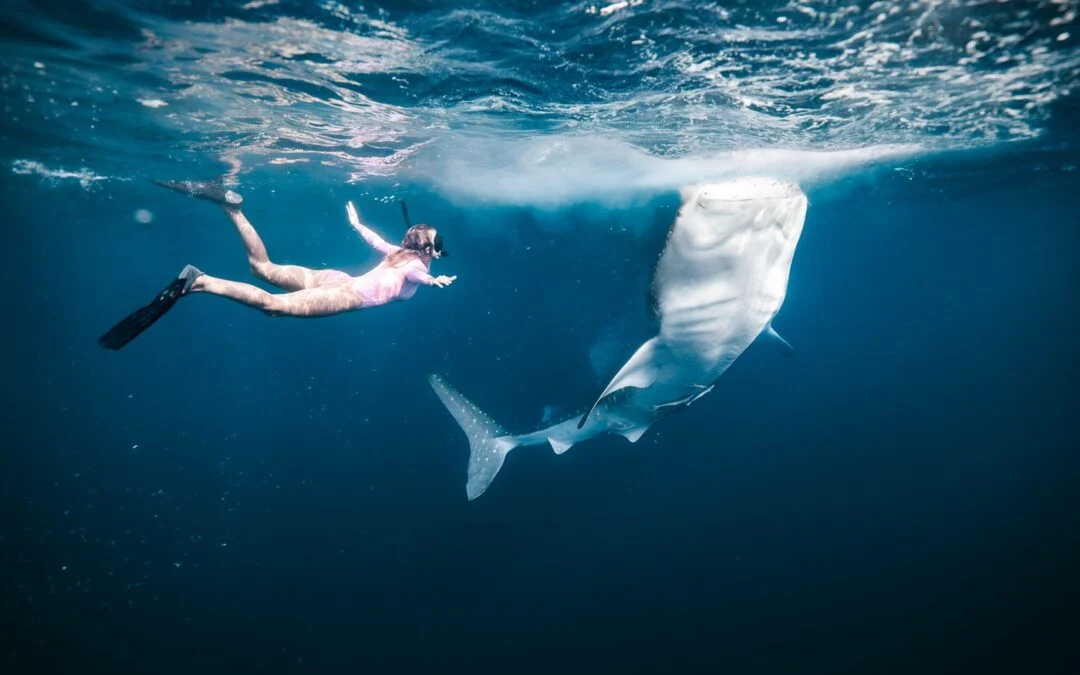 Sumbawa Whale Shark Tour