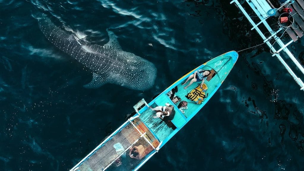 Sumbawa Whale Shark Tour in Saleh Bay