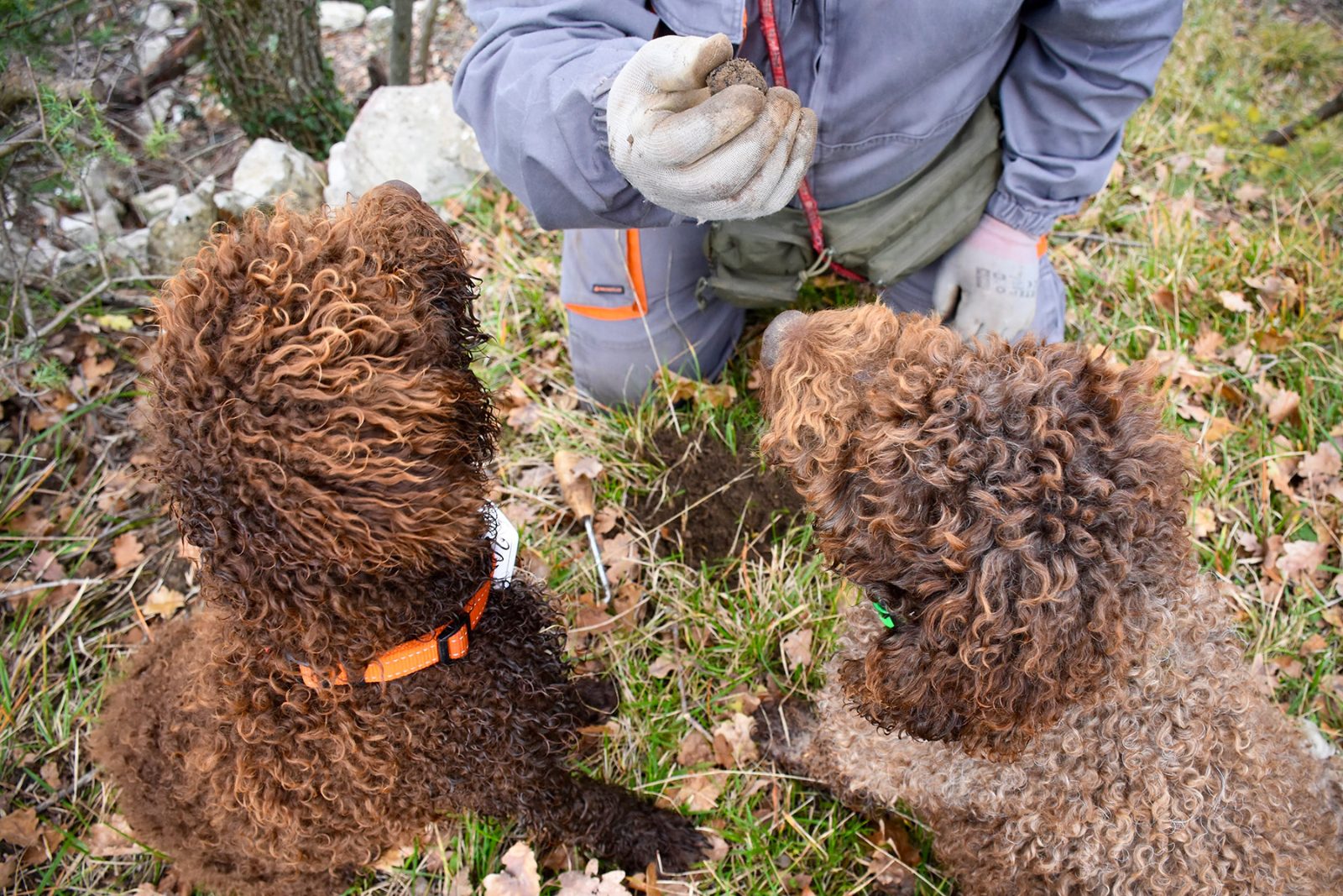 Your experience at Motovun Truffle Hunting