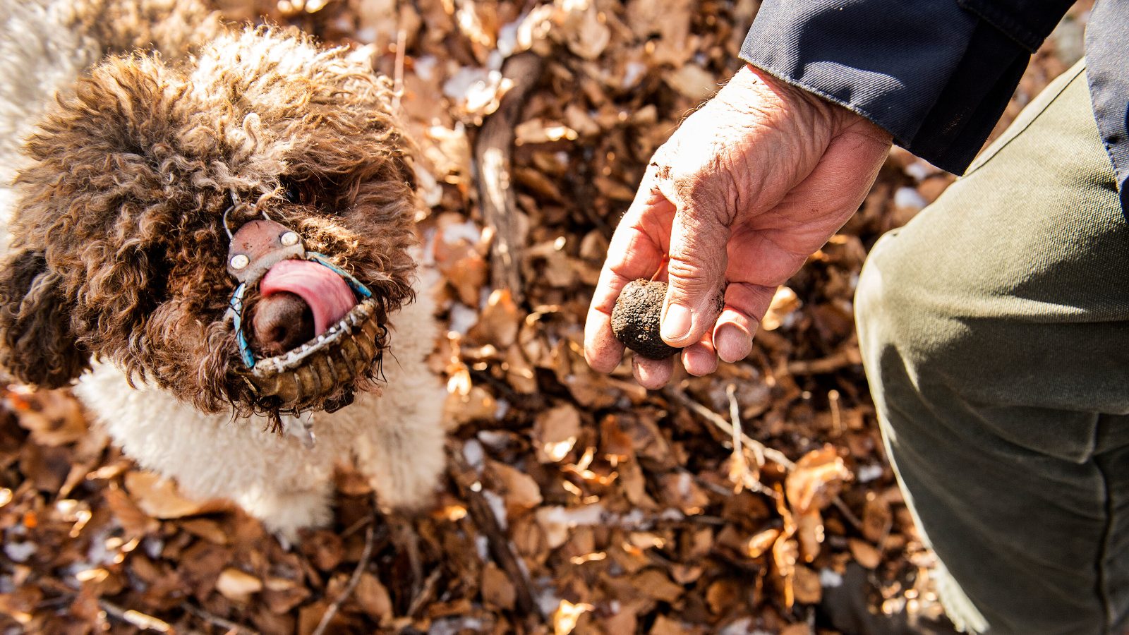 The Hunting Dogs