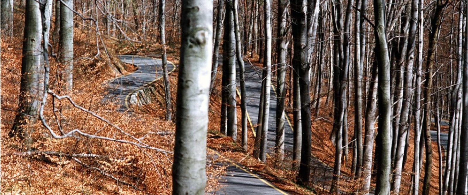 Motovun Forest Trails