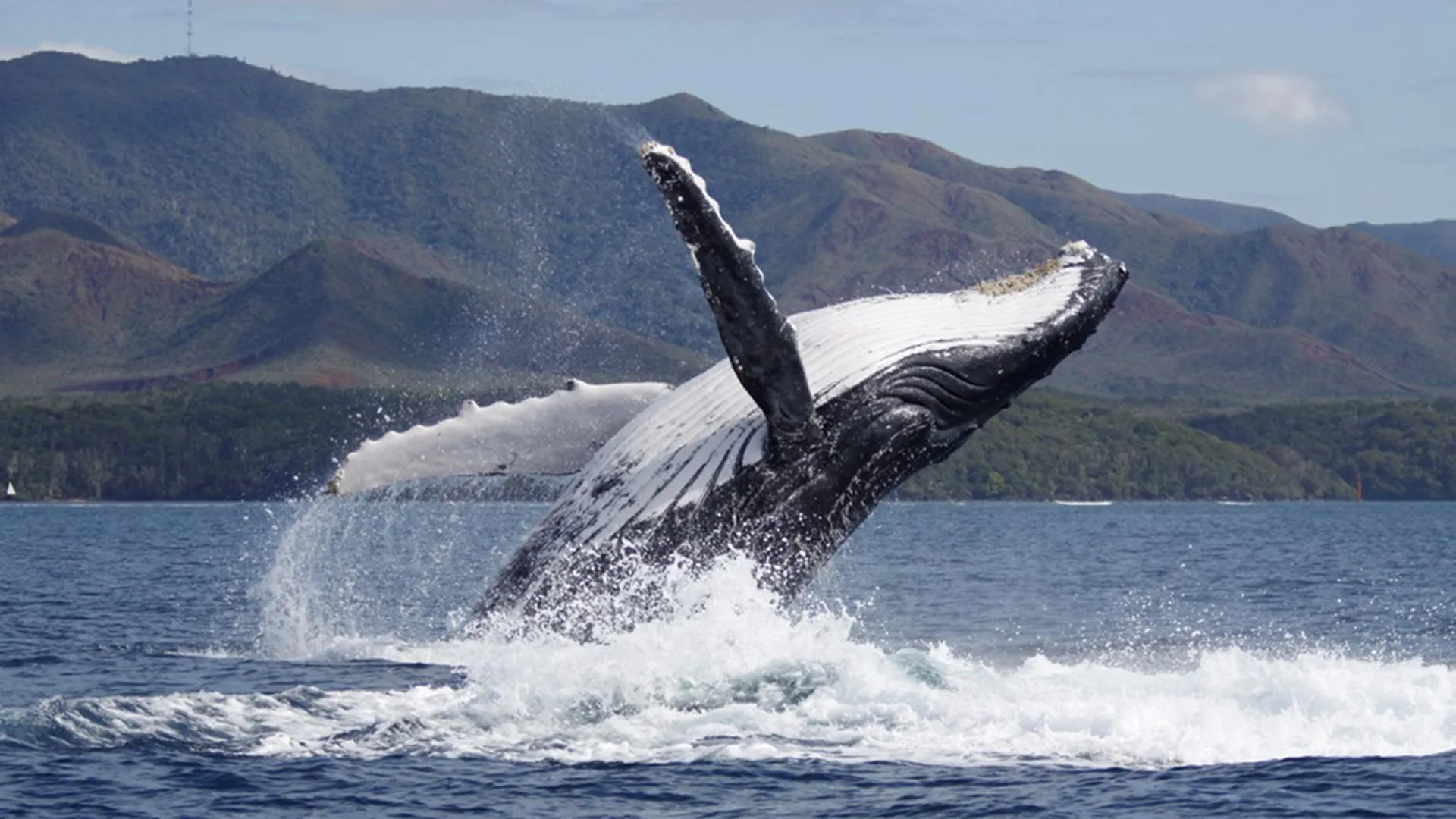 Waikoloa Whale Watching Tour Experience