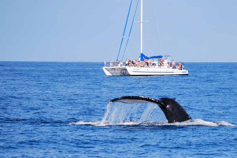 Waikoloa Whale Watching Tour
