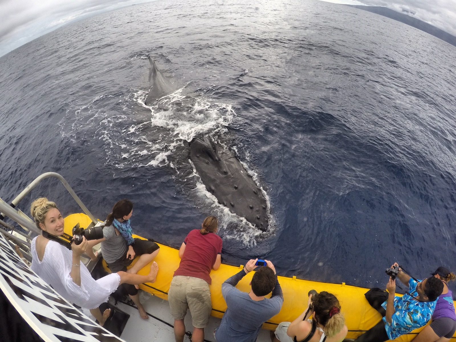 Your experience at Waikoloa Whale Watching Tour