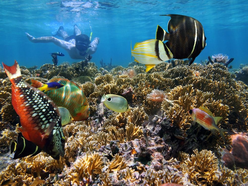 Pacific Marine Life