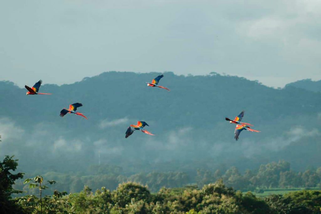 Carara National Park
